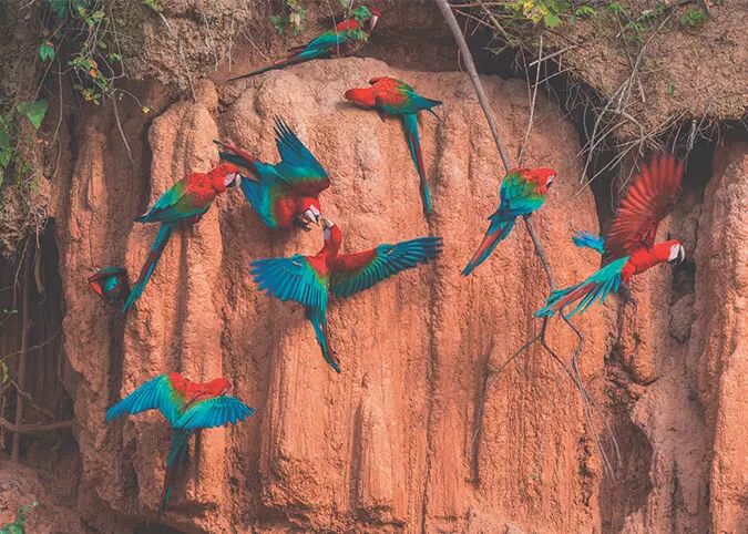 oiseaux